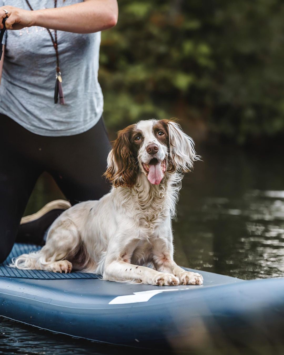 SUP suitable for dogs 3