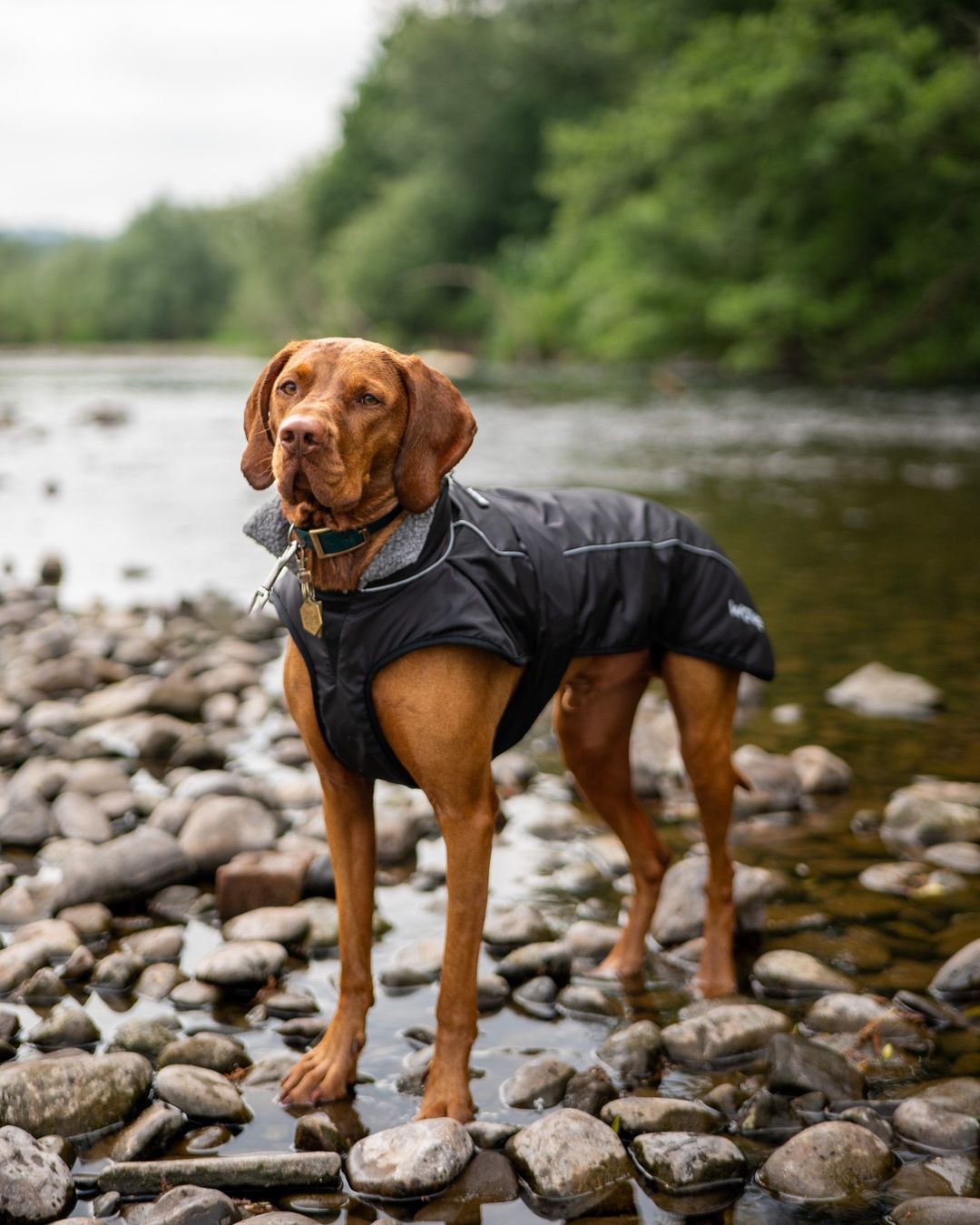 SUP suitable for dogs 4